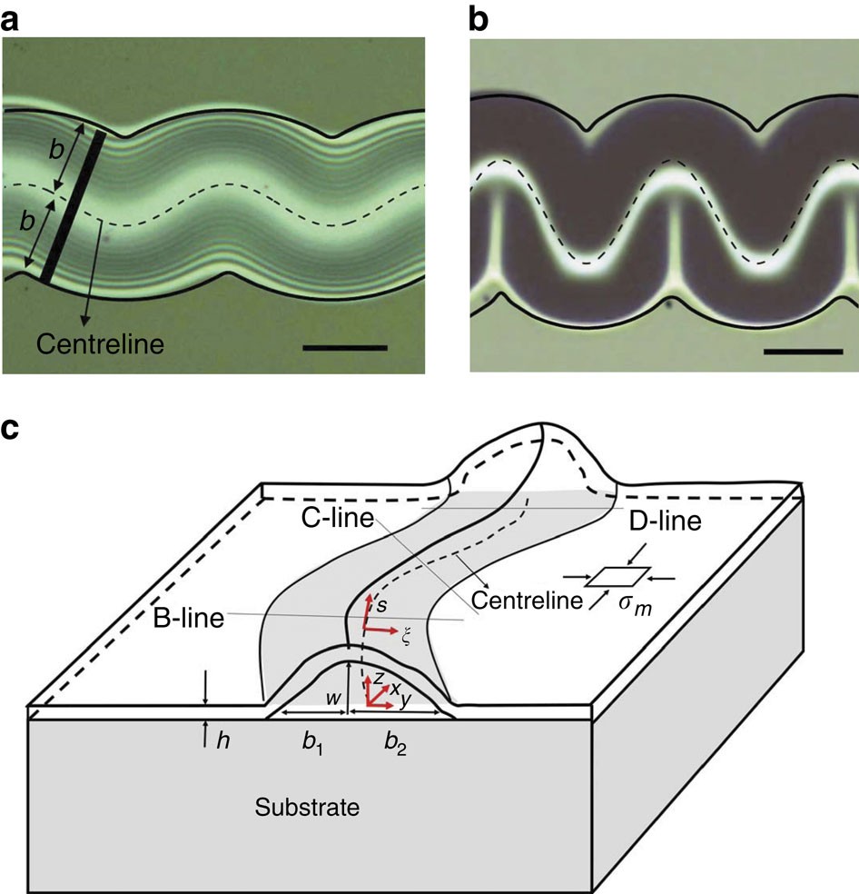 The shape of telephone cord blisters | Nature Communications