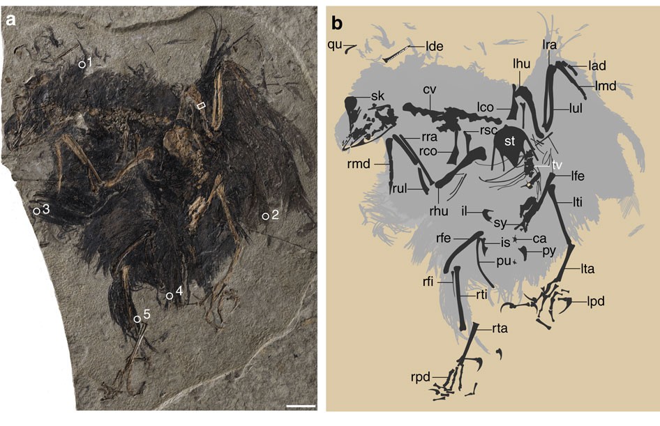 A Bizarre Early Cretaceous Enantiornithine Bird With Unique Crural