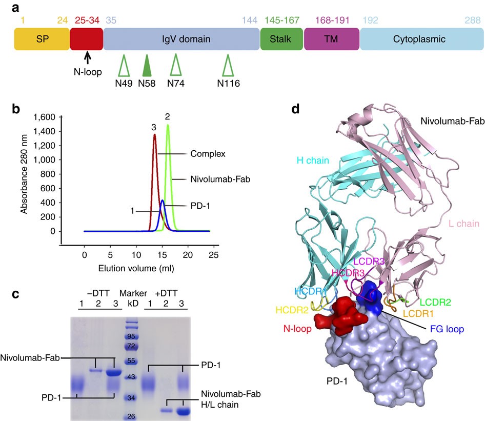 An unexpected N-terminal loop in PD-1 dominates binding by nivolumab |  Nature Communications