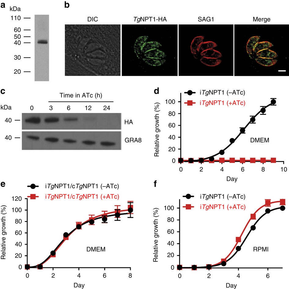 Figure 1: TgNPT1 is a plasma membrane protein essential for parasite growth in DMEM but not in RPMI.