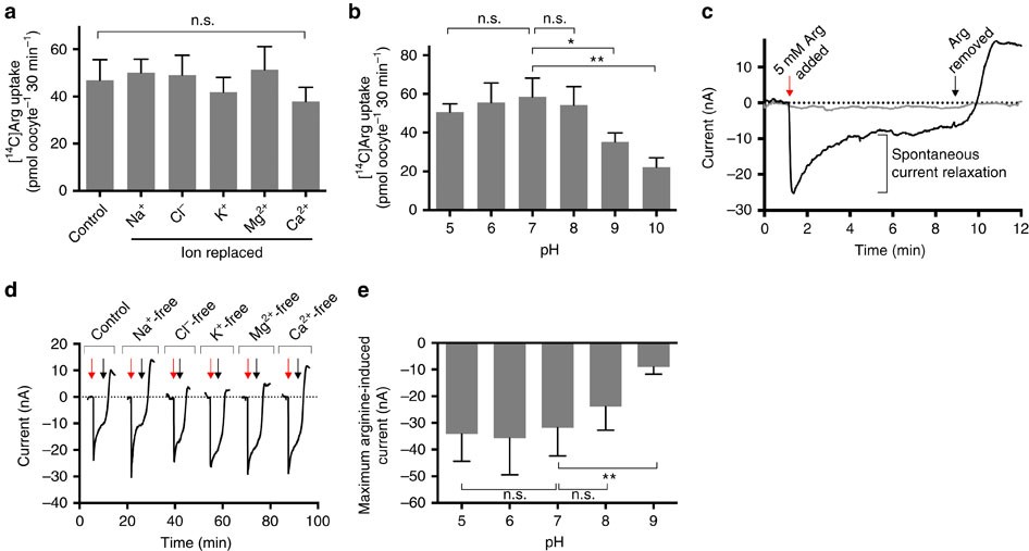 Figure 4: Characteristics of arginine transport by TgNPT1.