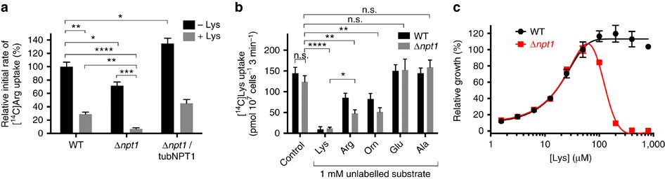 Figure 5: Arginine uptake into T. gondii is mediated by TgNPT1 and by a TgNPT1-independent cationic amino acid uptake pathway.