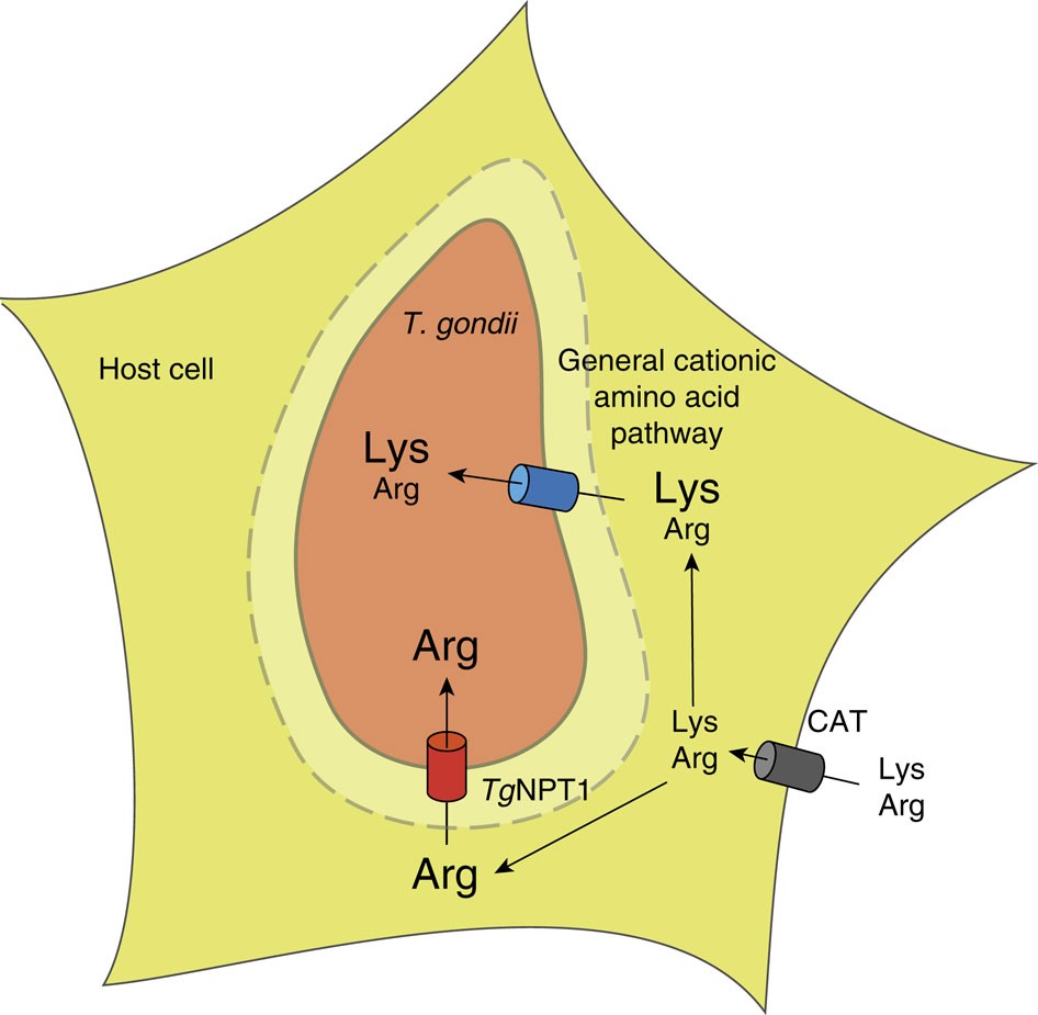 Figure 6: A model for arginine transport into T. gondii parasites.