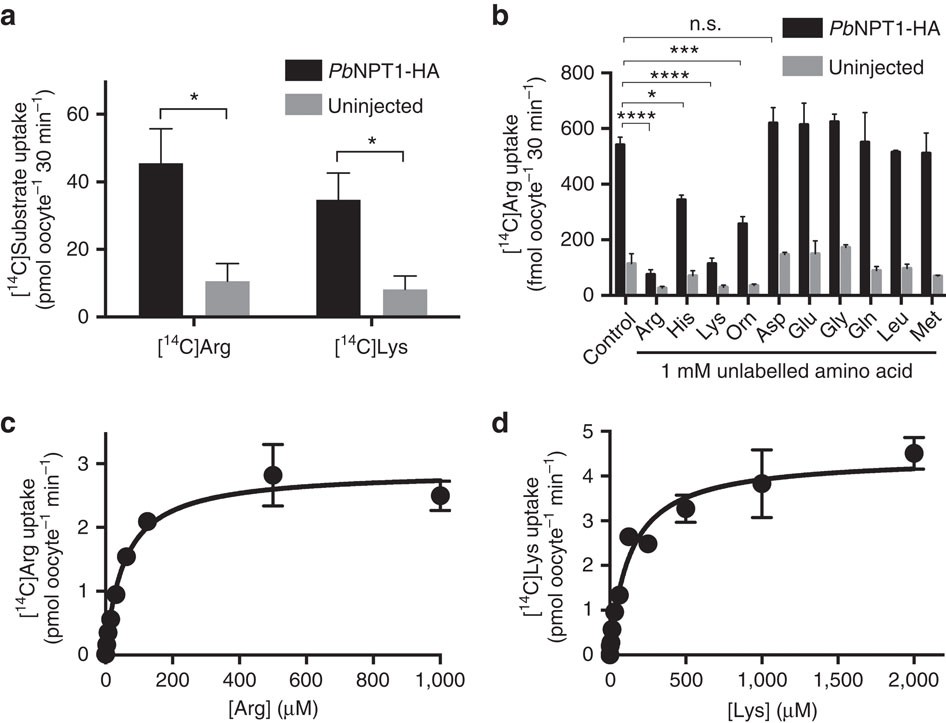 Figure 8: PbNPT1 is a cationic amino acid transporter.