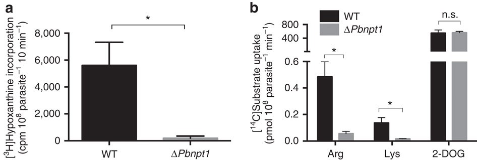 Figure 9: PbNPT1 is essential for microgametogenesis and mediates the uptake of cationic amino acids into P. berghei parasites.