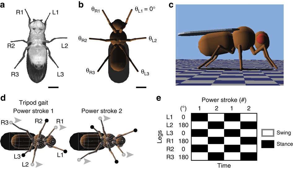 Climbing favours the tripod gait over alternative faster insect gaits |  Nature Communications