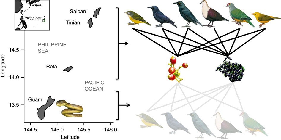 Effects Of An Invasive Predator Cascade To Plants Via Mutualism