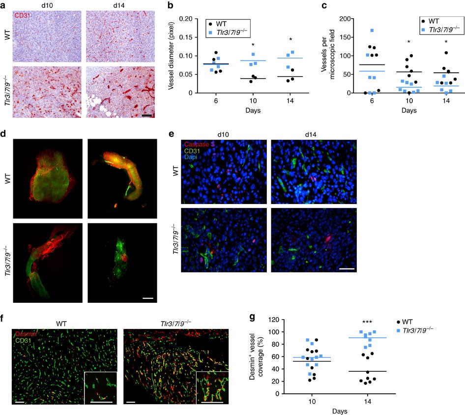 Figure 3: Increased vessel diameter and pericyte coverage in Tlr−/− mice.