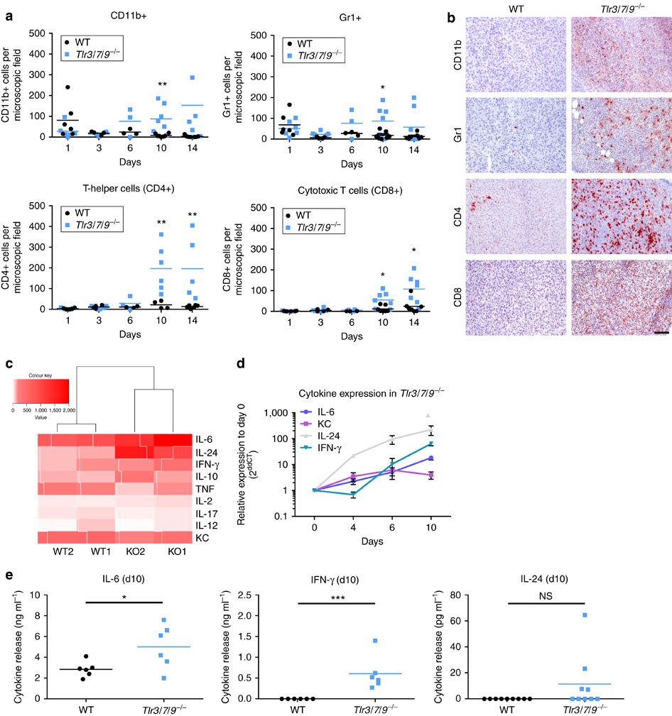 Figure 4: Immune cell recruitment and inflammatory tumour growth in Tlr−/− mice.