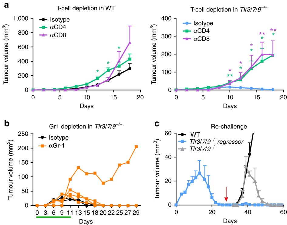 Figure 6: T-cell-dependent tumour rejection in Tlr3/7/9−/− mice.
