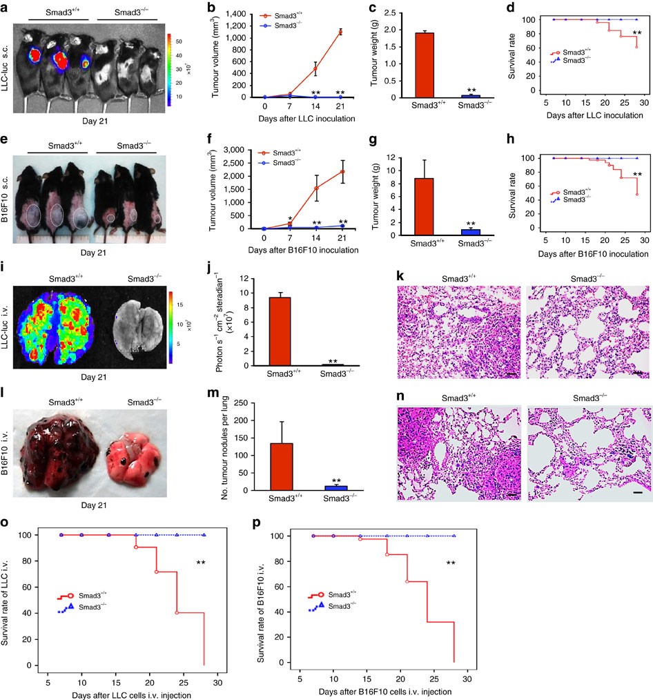 Smad3 promotes cancer progression by inhibiting E4BP4-mediated NK cell  development | Nature Communications