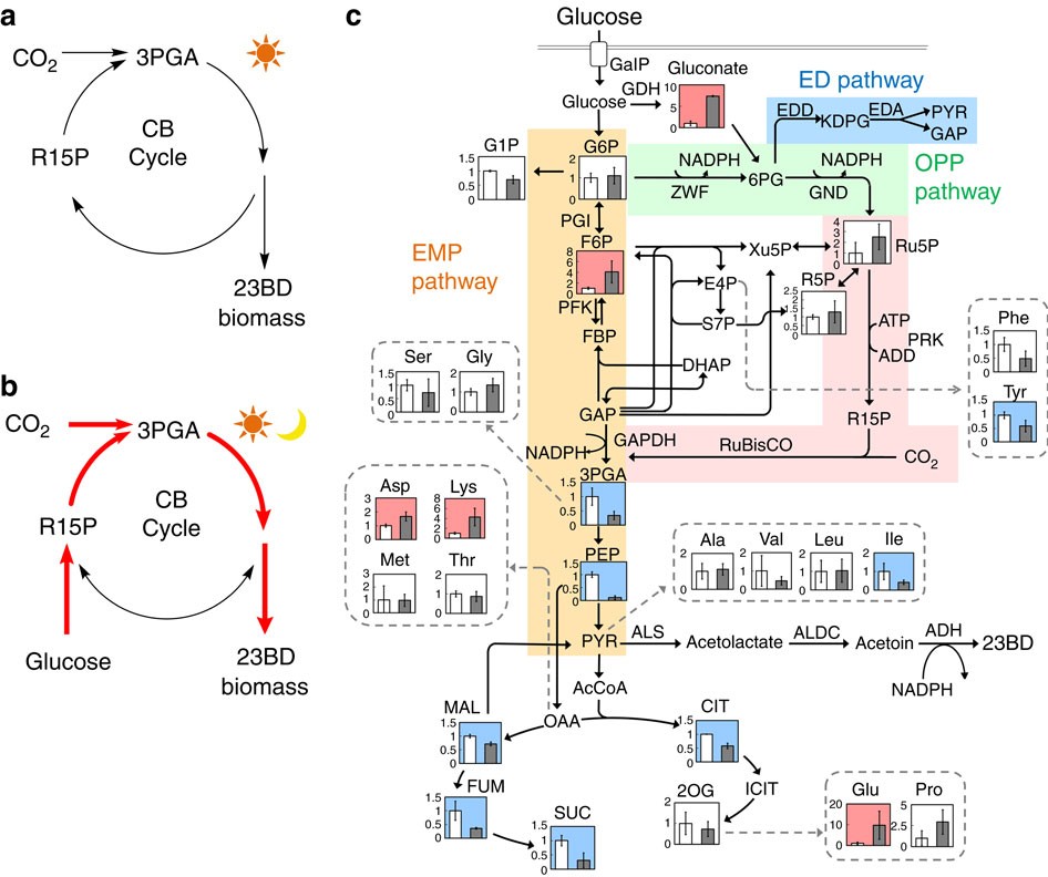 Global metabolic rewiring for improved CO2 fixation and chemical production  in cyanobacteria | Nature Communications
