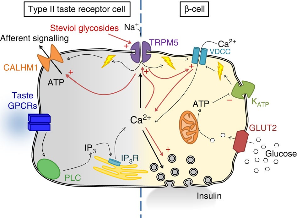 Figure 9: Schematic overview of intracellular pathways in type II taste receptor cells and pancreatic β-cells.