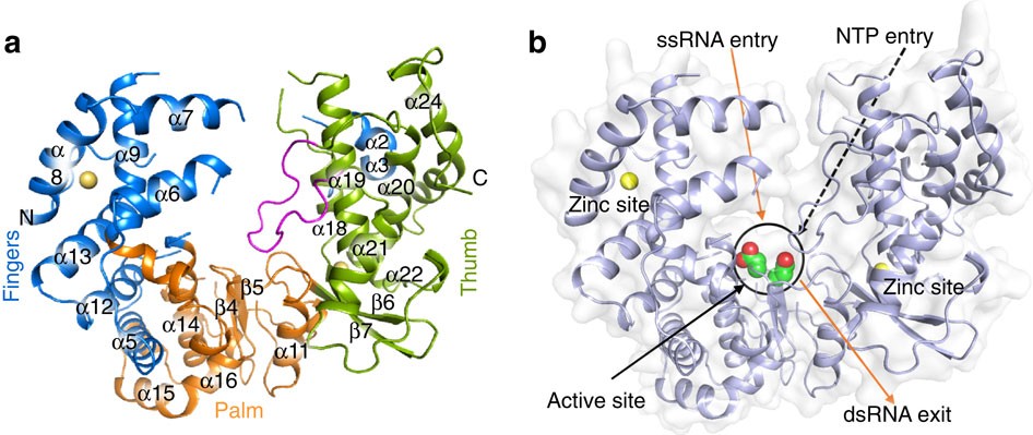 Crystal structure of Zika virus NS5 RNA-dependent RNA polymerase | Nature  Communications