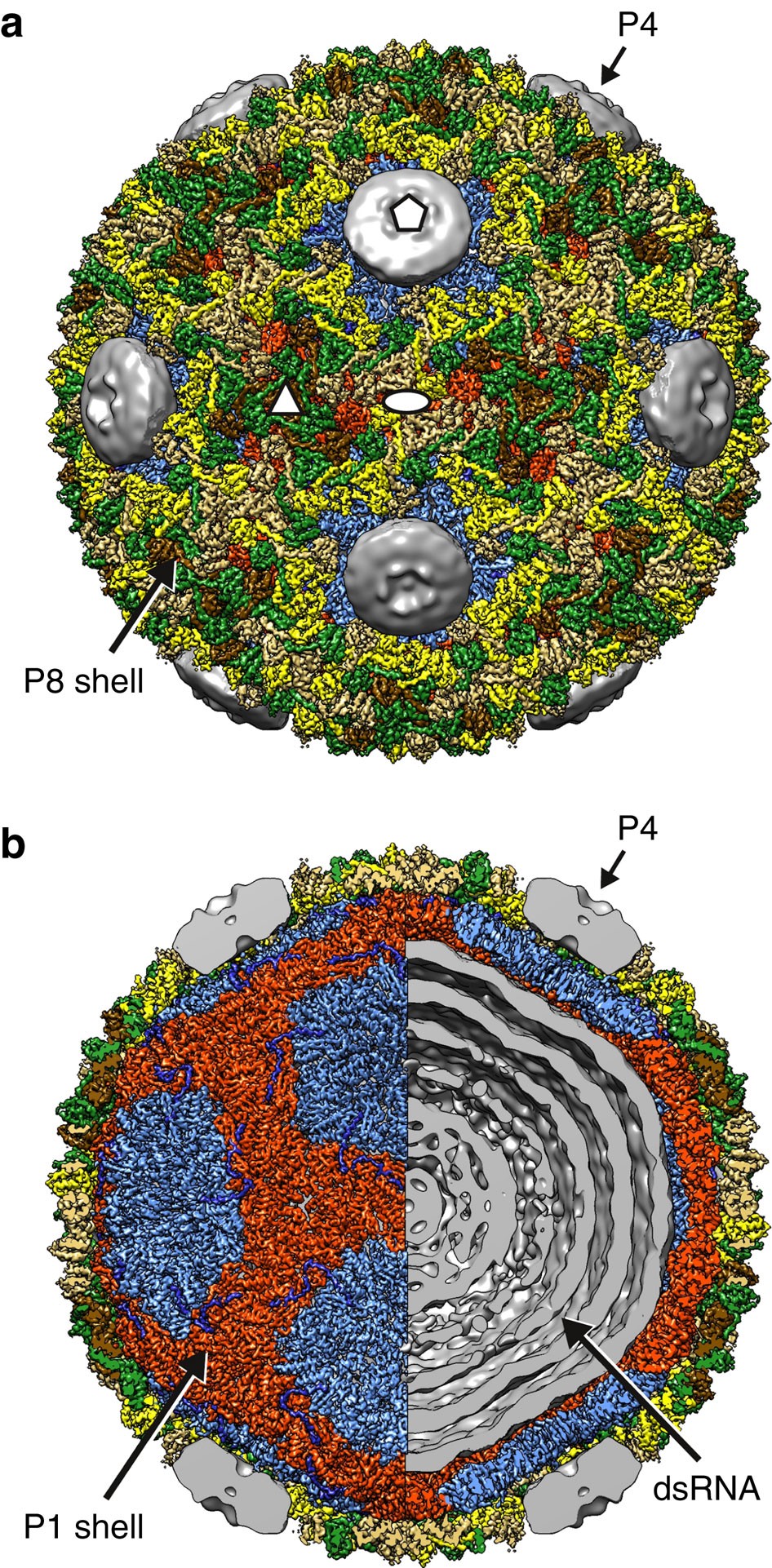 Double Stranded Rna Virus Outer Shell Assembly By Bona Fide Domain Swapping Nature Communications