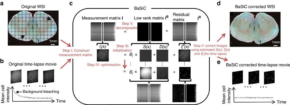 A Basic Tool For Background And Shading Correction Of Optical Microscopy Images Nature Communications