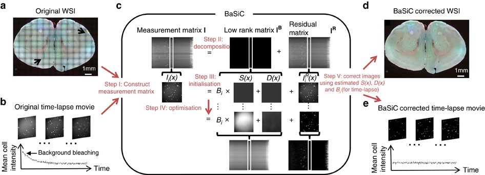A BaSiC tool for background and shading correction of optical microscopy  images | Nature Communications