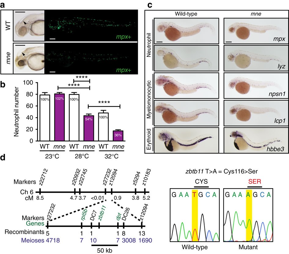 PDF) ZBTB12 DNA methylation is associated with coagulation- and