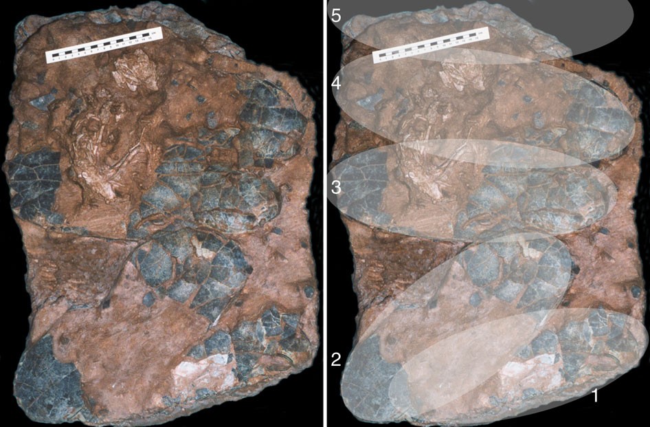 Perinate and eggs of a giant caenagnathid dinosaur from the Late Cretaceous of central China | Nature Communications