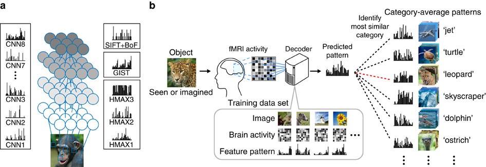 Generic Decoding Of Seen And Imagined Objects Using Hierarchical