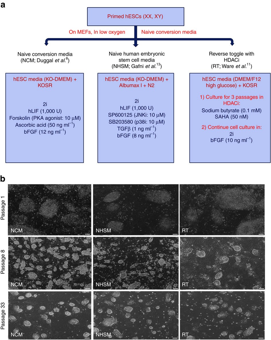 Direct Comparison Of Distinct Naive Pluripotent States In Human