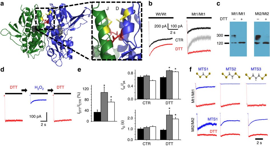 SciELO - Brazil - Does mismatch negativity have utility for NMDA receptor  drug development in depression? Does mismatch negativity have utility for  NMDA receptor drug development in depression?