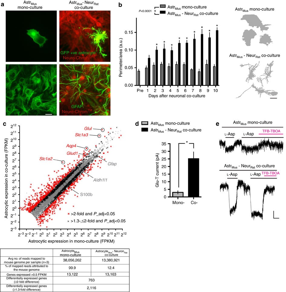 Transcriptional control of aspartate kinase expression during