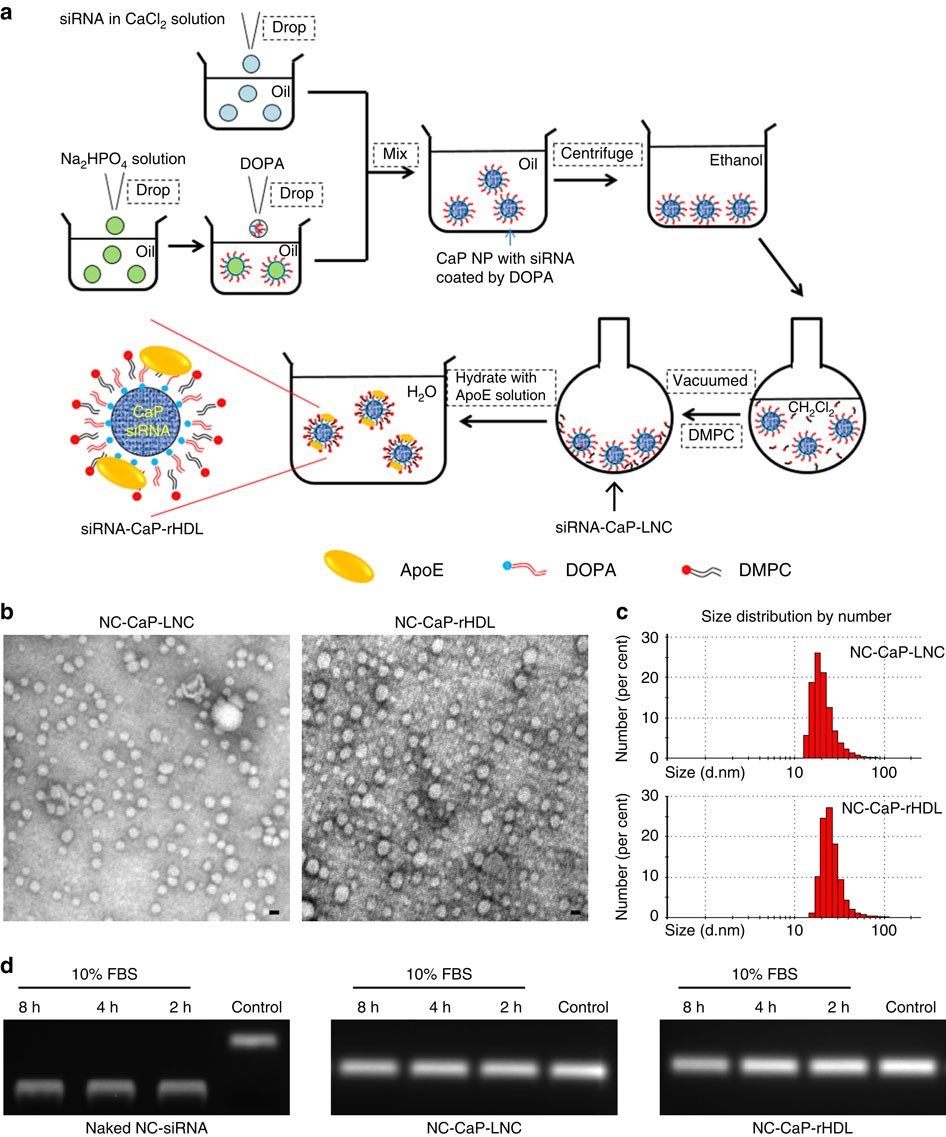 Lipoprotein-biomimetic nanostructure enables efficient targeting delivery  of siRNA to Ras-activated glioblastoma cells via macropinocytosis | Nature  Communications