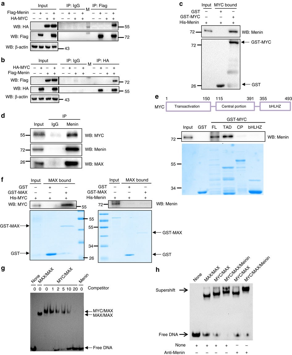 Figure 2: Menin binds to E-box through interacting with MYC.