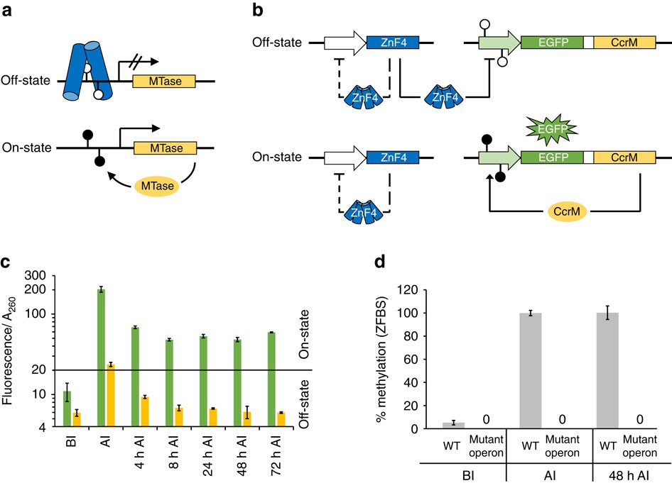 Unpaid. Off state. структура wnt белков. Off state. белки wnt.