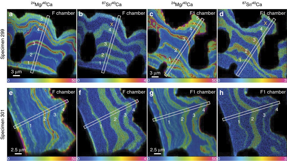 link-between-light-triggered-mg-banding-and-chamber-formation-in-the-planktic-foraminifera-neogloboquadrina-dutertrei-nature-communications