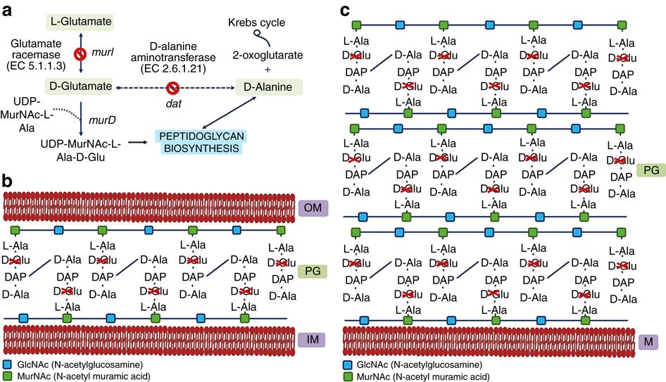 Design of live attenuated bacterial vaccines based on D-glutamate auxotrophy