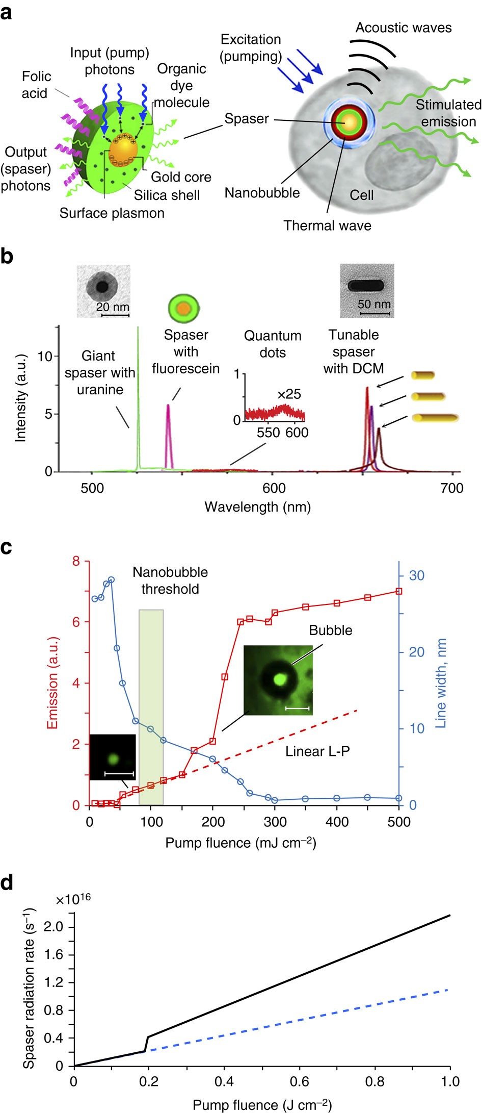 Spaser as a biological probe | Nature Communications