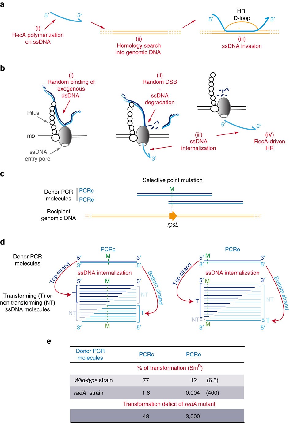 Bacterial RadA is a DnaB-type helicase interacting with RecA to promote  bidirectional D-loop extension | Nature Communications