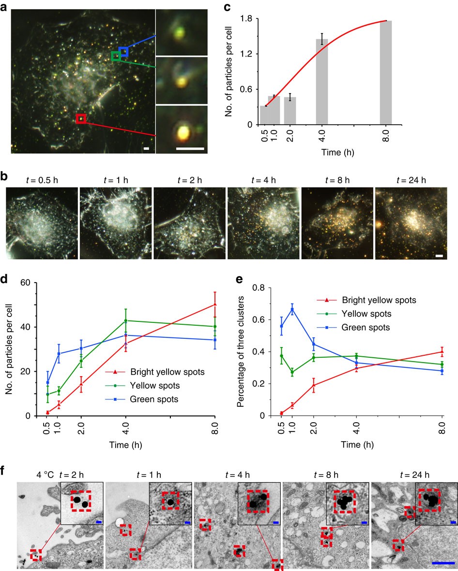 Real-time visualization of clustering and intracellular transport of gold nanoparticles by correlative imaging Communications