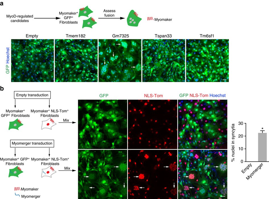 Myomerger induces fusion of non-fusogenic cells and is required for  skeletal muscle development | Nature Communications