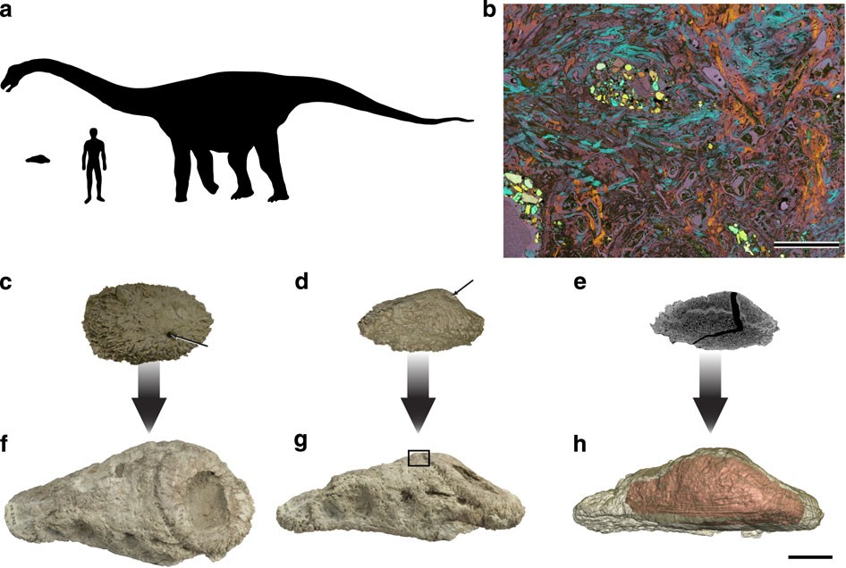 Figure 1 of Curry Rogers et al. (2011) showing adult and juvenile osteoderms in external and internal views.