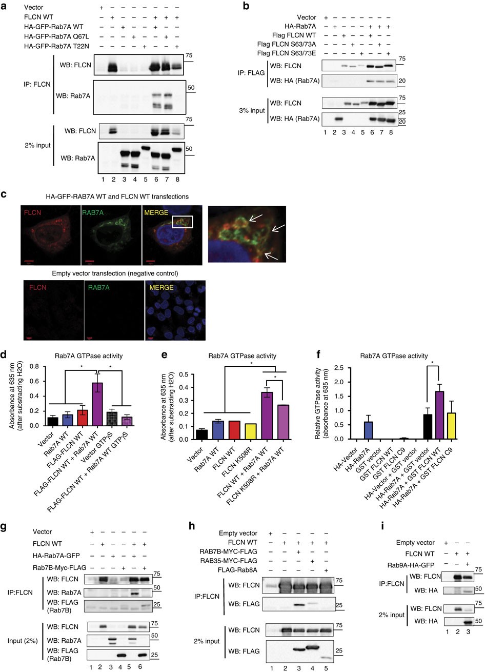 Negative Regulation Of Egfr Signalling By The Human Folliculin Tumour Suppressor Protein Nature Communications