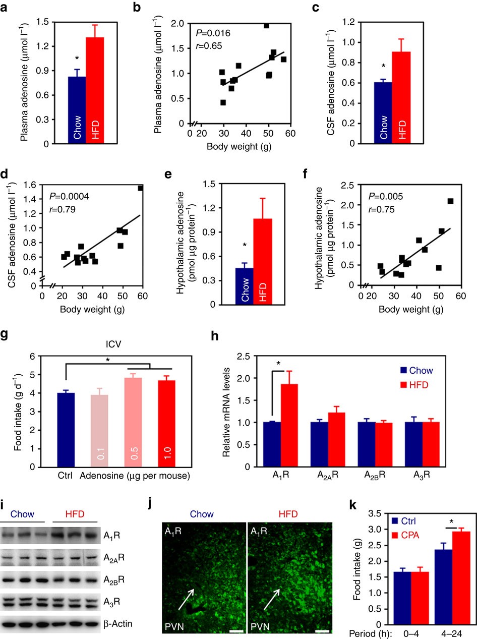 caffeine-inhibits-hypothalamic-a1r-to-excite-oxytocin-neuron-and-ameliorate-dietary-obesity-in-mice-nature-communications