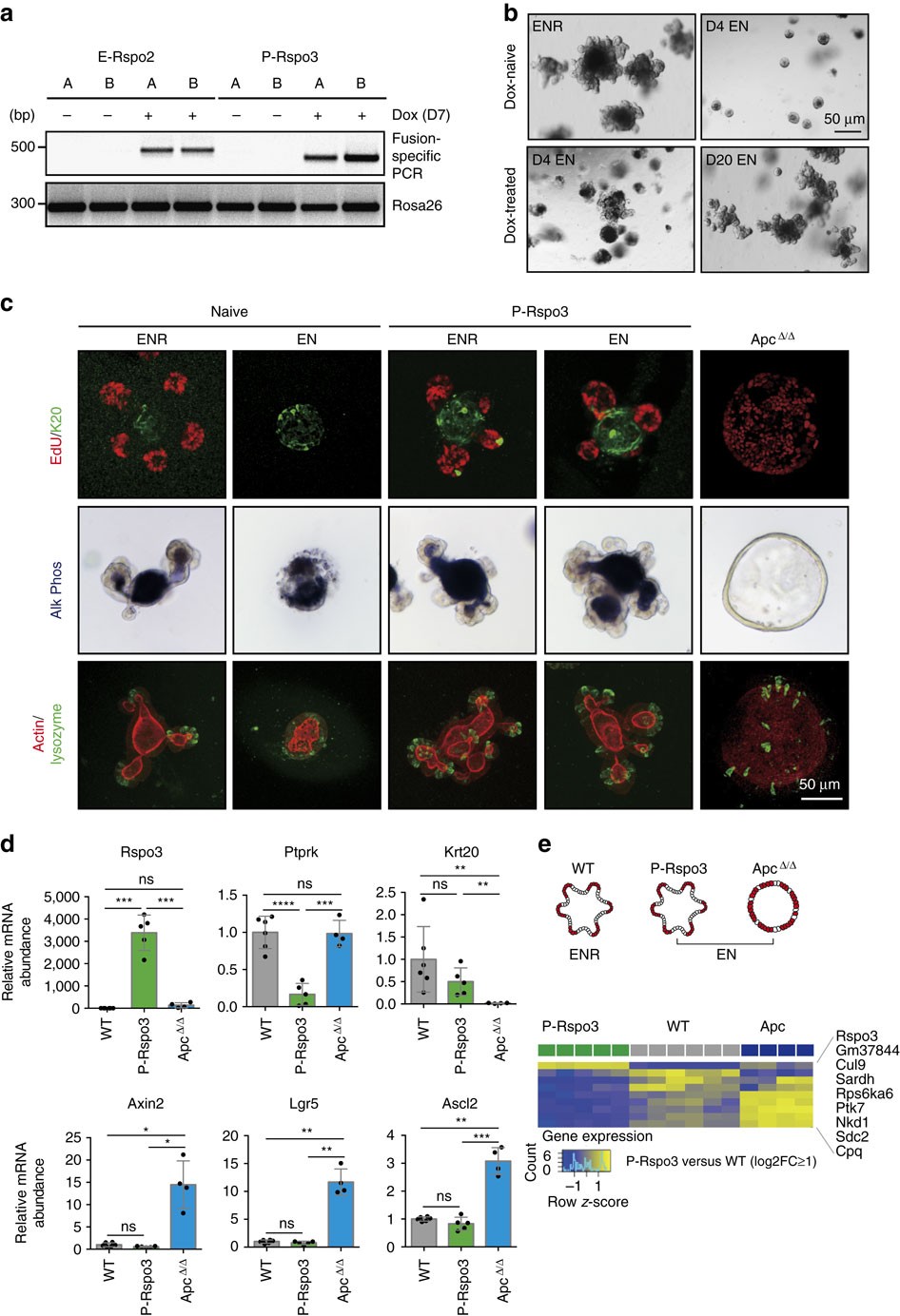 Figure 3: Intestinal organoids carrying the Ptprk–Rspo3 fusion are RSPO1-independent.