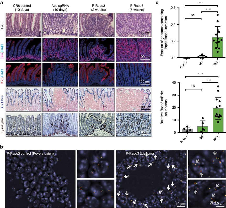 Figure 4: Rspo rearrangements initiate tumour growth in vivo.