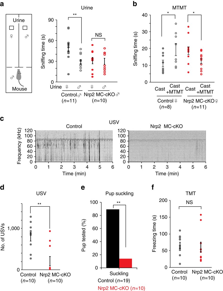 Nrp2 is sufficient to instruct circuit formation of mitral-cells to mediate  odour-induced attractive social responses | Nature Communications