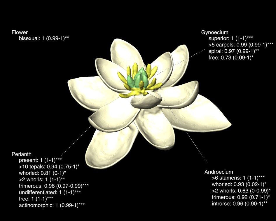 The Ancestral Flower Of Angios And