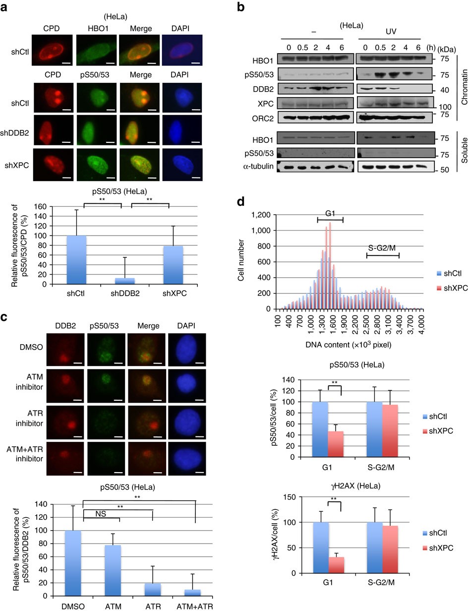 Figure 1: Phosphorylated HBO1 is detected in ultraviolet-induced DNA damage sites.