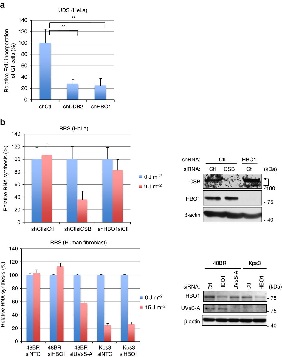 Figure 2: HBO1 is required for GG-NER but not TC-NER.