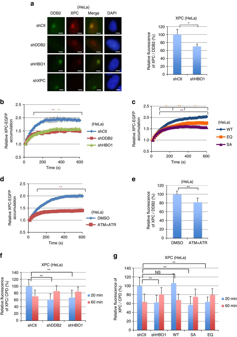 Figure 3: XPC accumulation is decreased in HBO1-depleted cells.