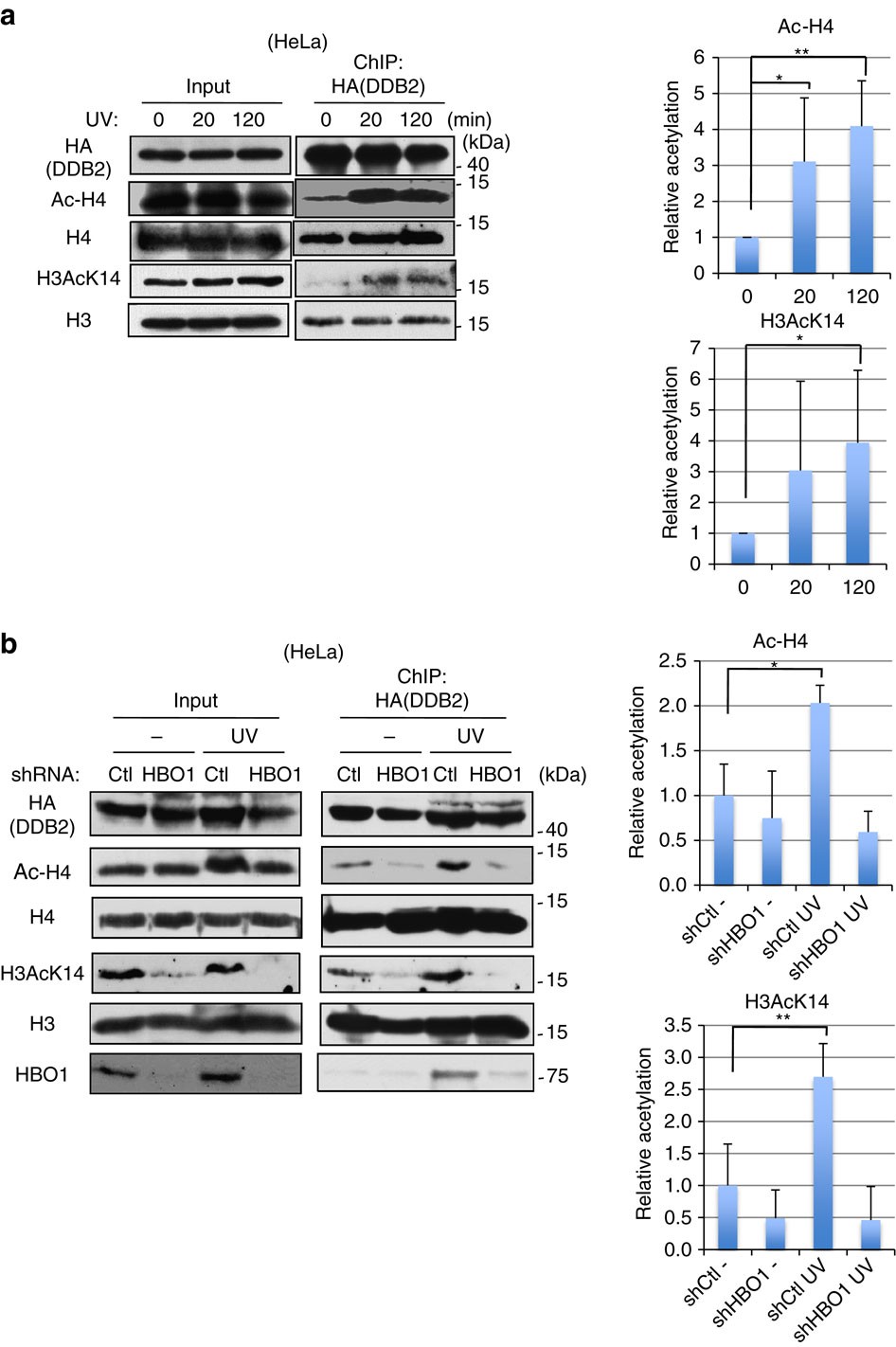 Figure 4: HBO1 acetylates histone H3 and H4 around DDB2-bound chromatin after ultraviolet irradiation.