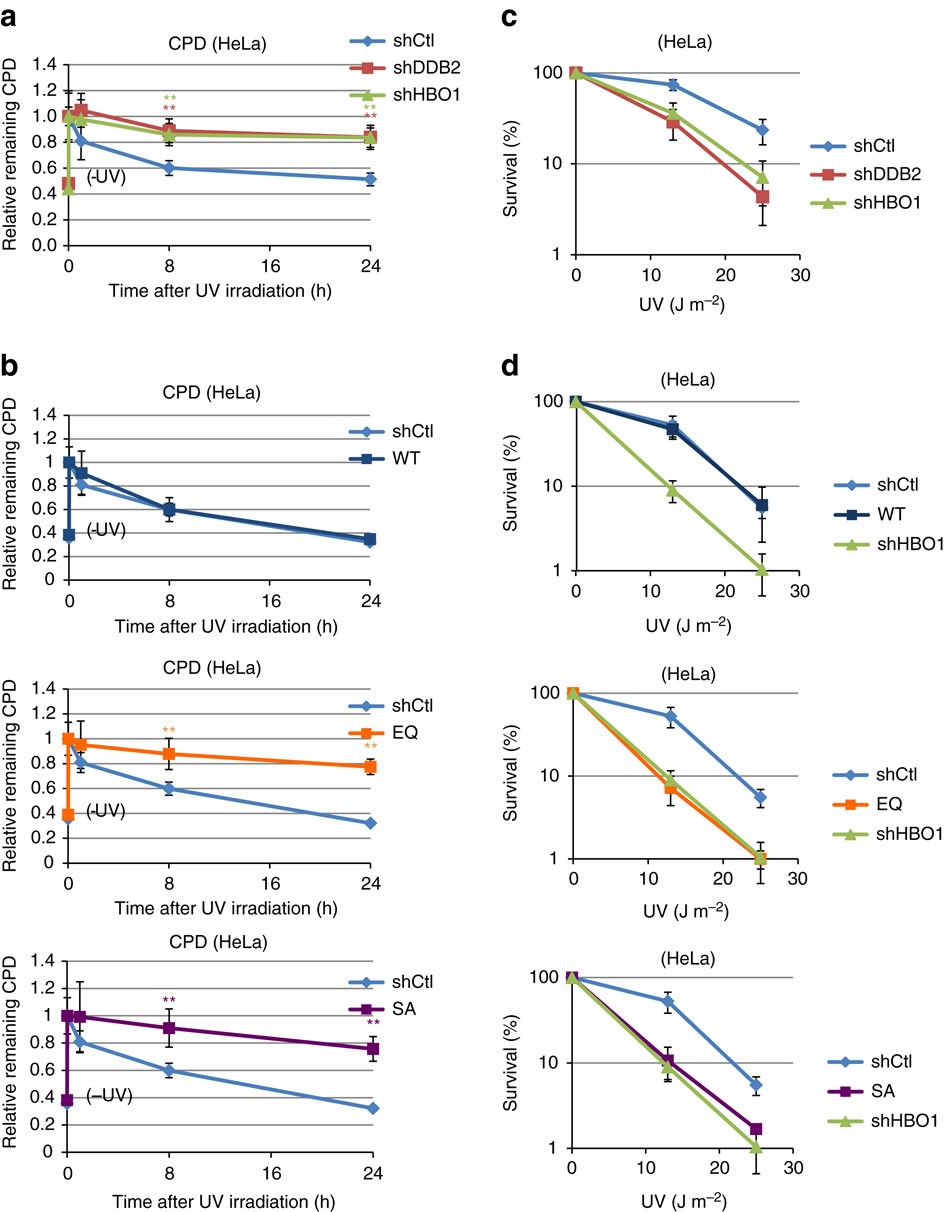 Figure 5: Depletion of HBO1 or mutant HBO1 causes defective CPD repair and increases sensitivity to ultraviolet irradiation.