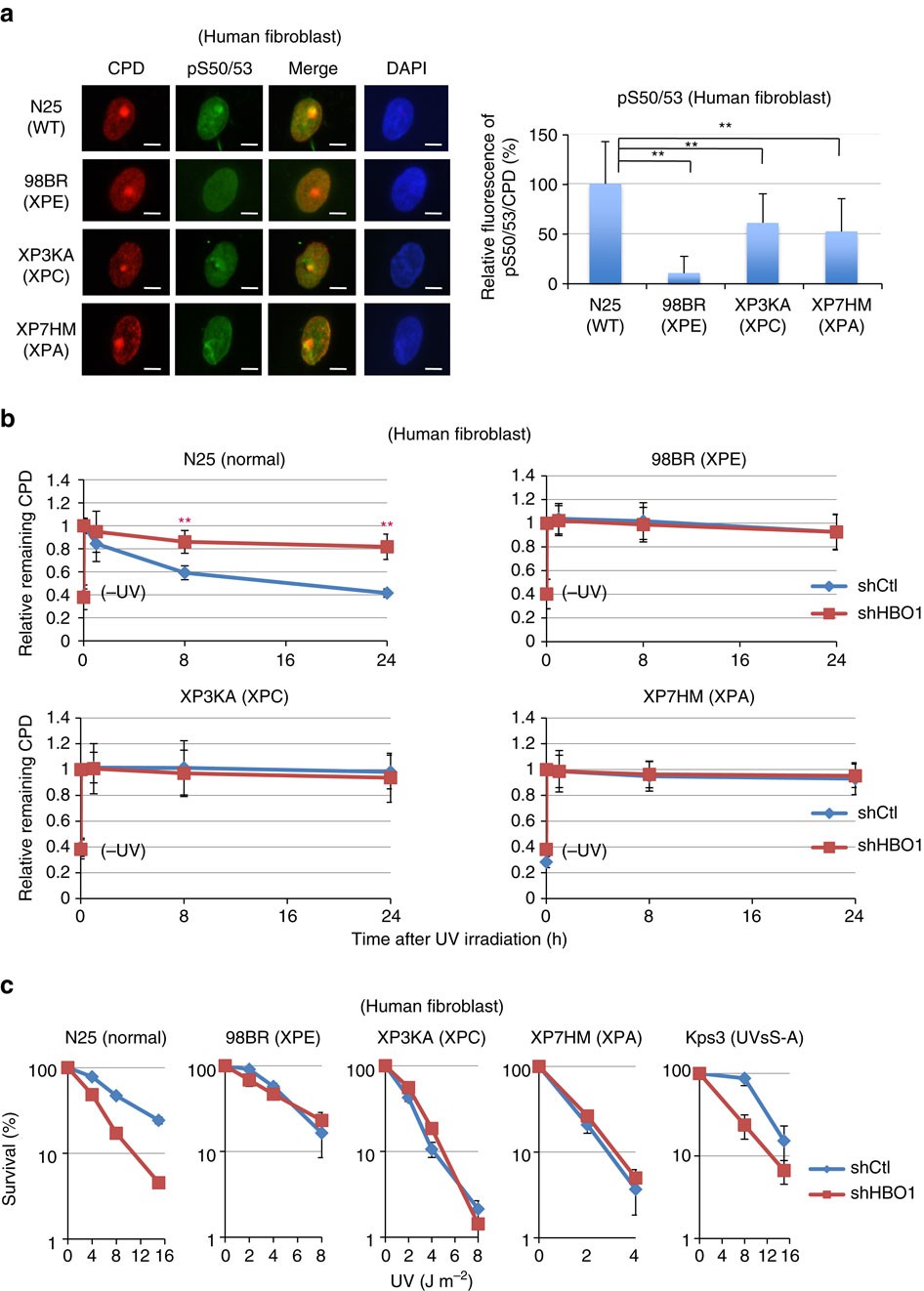 Figure 6: Phosphorylated Ser50 and Ser53 of HBO1 at sites of ultraviolet-induced damage is involved in canonical GG-NER pathway.