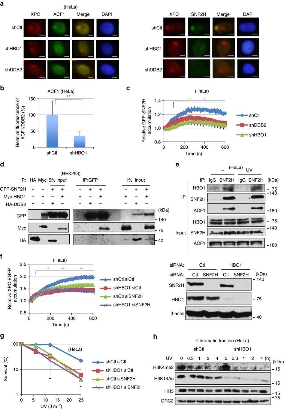Figure 7: The ACF1–SNF2H chromatin remodeller interacts with HBO1 and accumulates at ultraviolet-damaged DNA.
